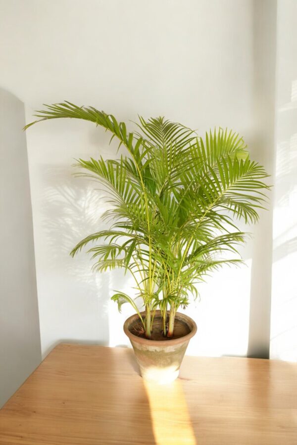 Areca Palm - Image 6