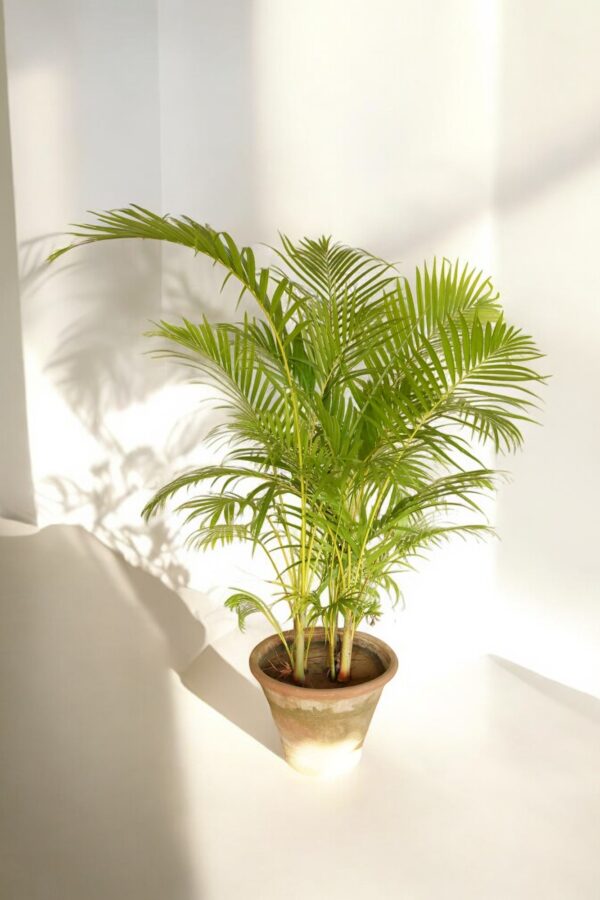 Areca Palm - Image 5