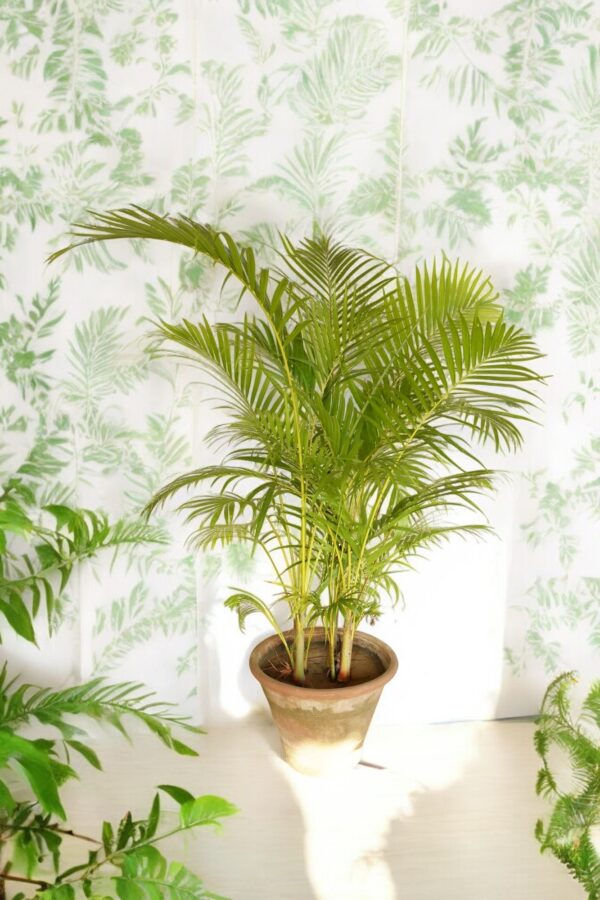 Areca Palm - Image 4