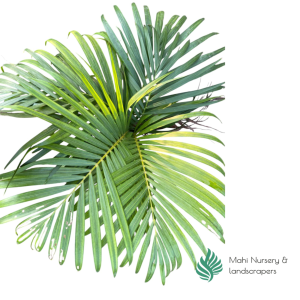 Areca Palm - Image 7