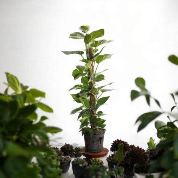 "Golden Photos plant trailing from a hanging basket with vibrant green and yellow foliage, ideal for brightening up a home or office."