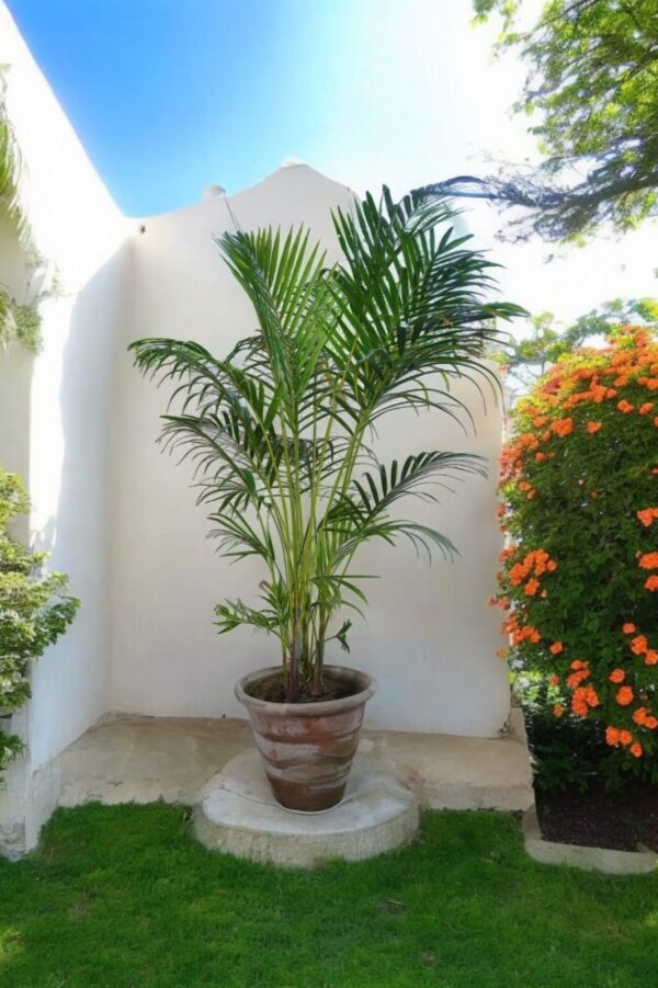 Areca Palm - Image 2