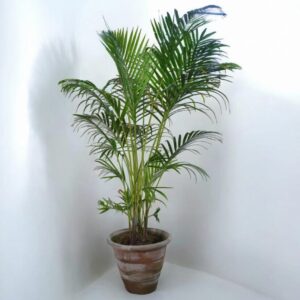 "Areca Palm in a mud pot, showcasing its lush green fronds and elegant arching leaves, perfect for adding a tropical touch to any indoor space."