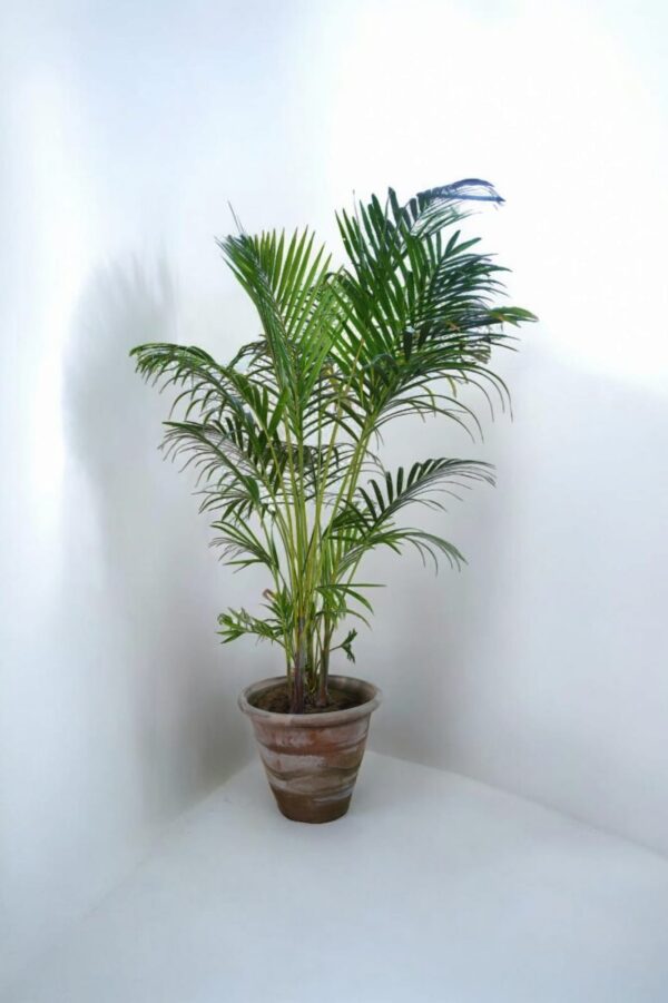 "Areca Palm in a mud pot, showcasing its lush green fronds and elegant arching leaves, perfect for adding a tropical touch to any indoor space."