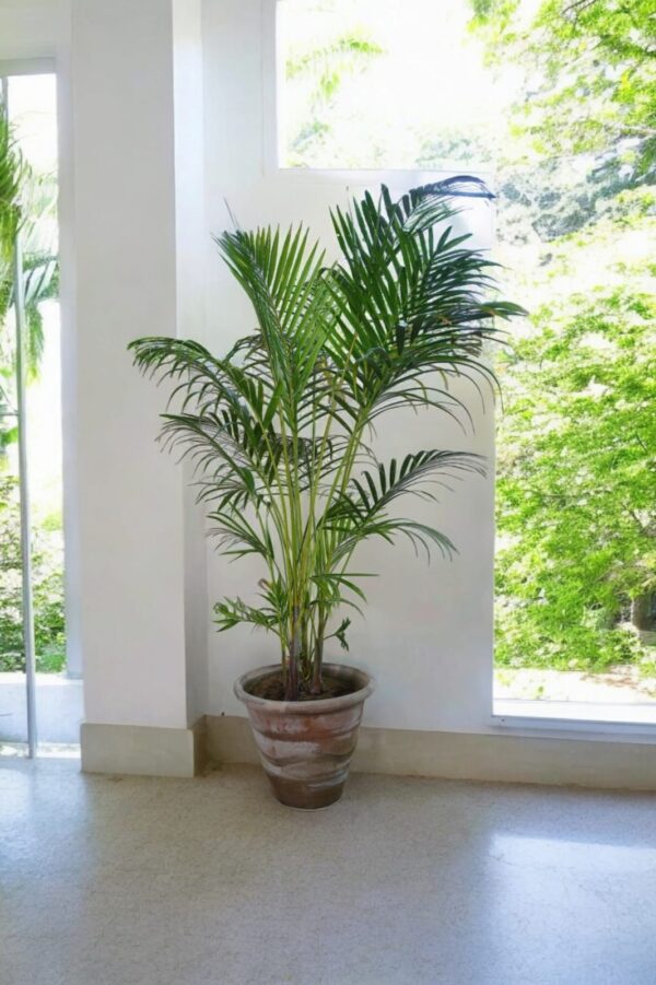 Areca Palm - Image 3