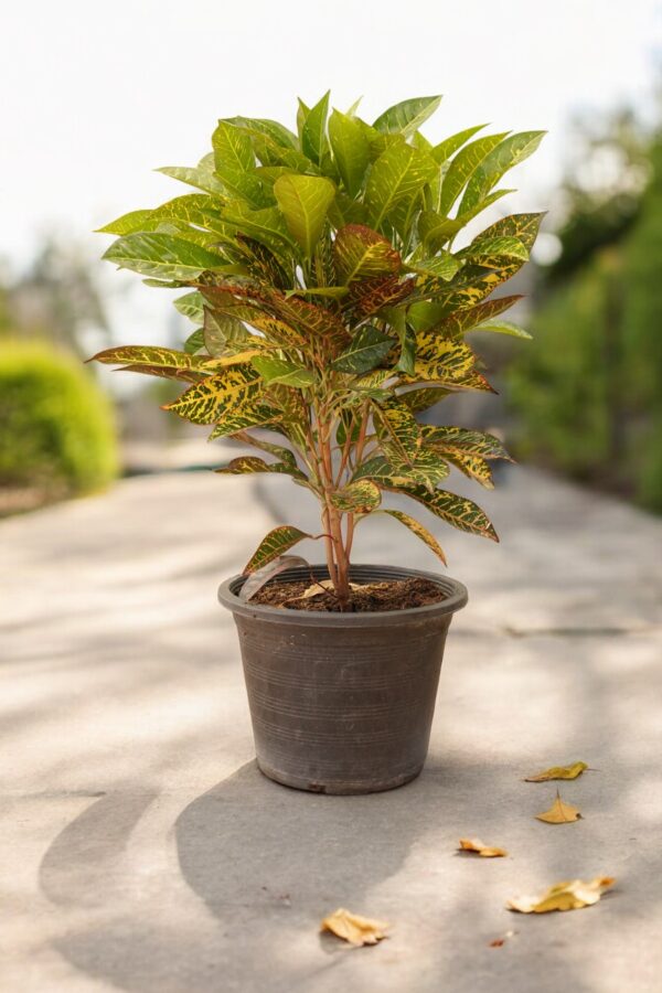 Garden Croton - Image 7