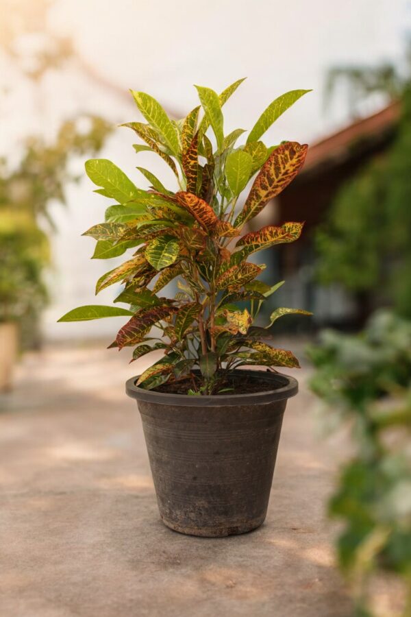 Garden Croton - Image 4