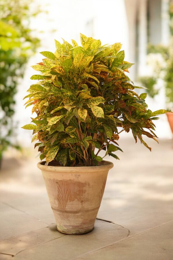 "Vibrant Garden Croton plant with multi-colored leaves in shades of green, red, yellow, and orange, potted in a decorative container, adding a tropical touch to indoor and outdoor spaces."