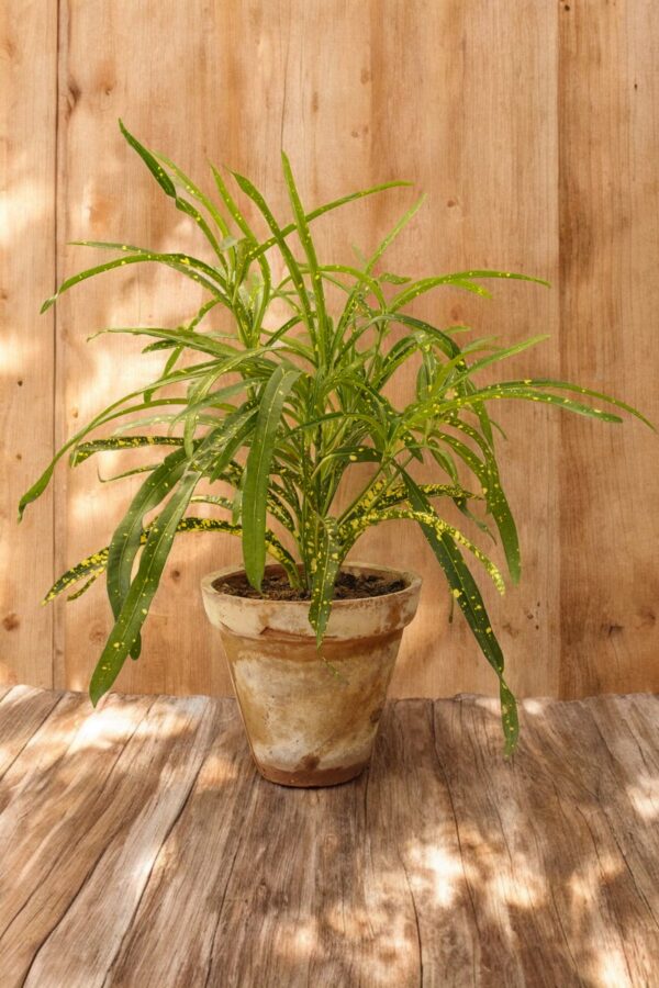 Croton Johannis Codiaeum plant with vibrant green, yellow, and gold elongated leaves, displayed in a decorative pot, perfect for indoor and outdoor décor.