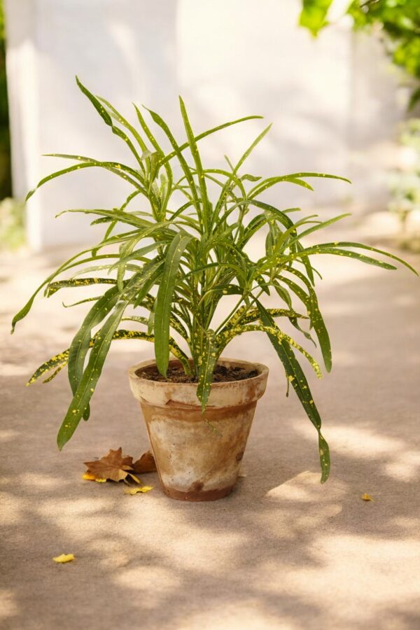 Croton Johannis Codiaeum - Image 6