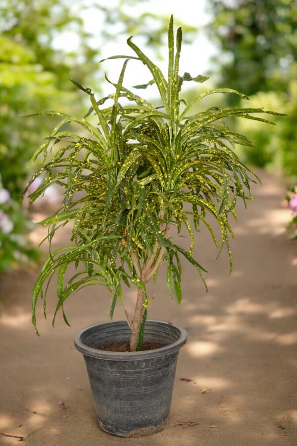 Croton Johannis Codiaeum plant with vibrant green, yellow, and gold elongated leaves, displayed in a decorative pot, perfect for indoor and outdoor décor.