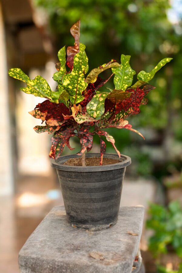 Croton Magnificent plant with large, glossy leaves displaying vibrant colors of green, yellow, red, and orange, presented in a decorative pot. Ideal for adding a tropical touch to indoor and outdoor spaces.