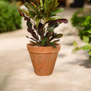 Mammy Croton plant with vibrant red, yellow, orange, and green twisted leaves in a decorative pot, showcasing its unique curly foliage. Ideal for indoor décor and adding color to home or office spaces.