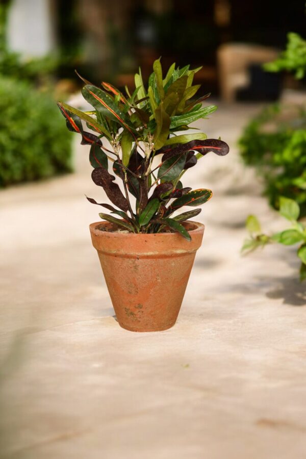 Mammy Croton plant with vibrant red, yellow, orange, and green twisted leaves in a decorative pot, showcasing its unique curly foliage. Ideal for indoor décor and adding color to home or office spaces.