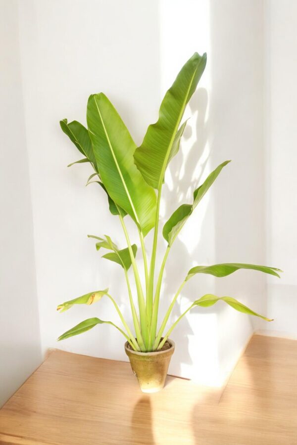 Banana Palm plant with large, broad green leaves in a decorative pot, showcasing its tall, elegant tropical foliage. Perfect for indoor and outdoor use to create a lush, tropical ambiance.