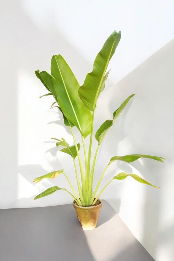 Banana Palm - Image 4