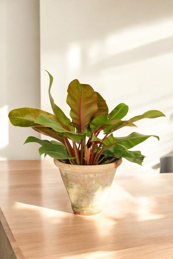 Philodendron Rojo Congo - Image 6