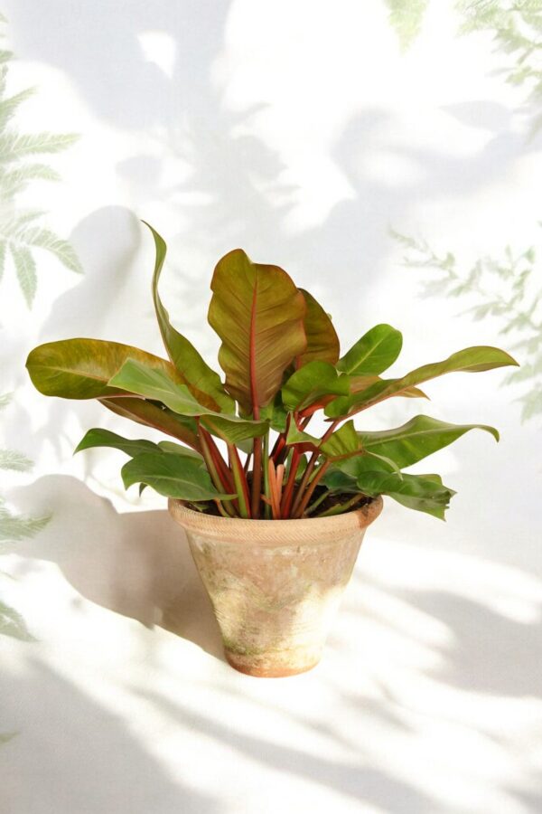 Philodendron Rojo Congo - Image 5