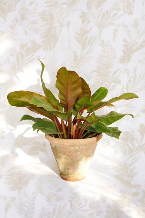 Philodendron Rojo Congo - Image 4