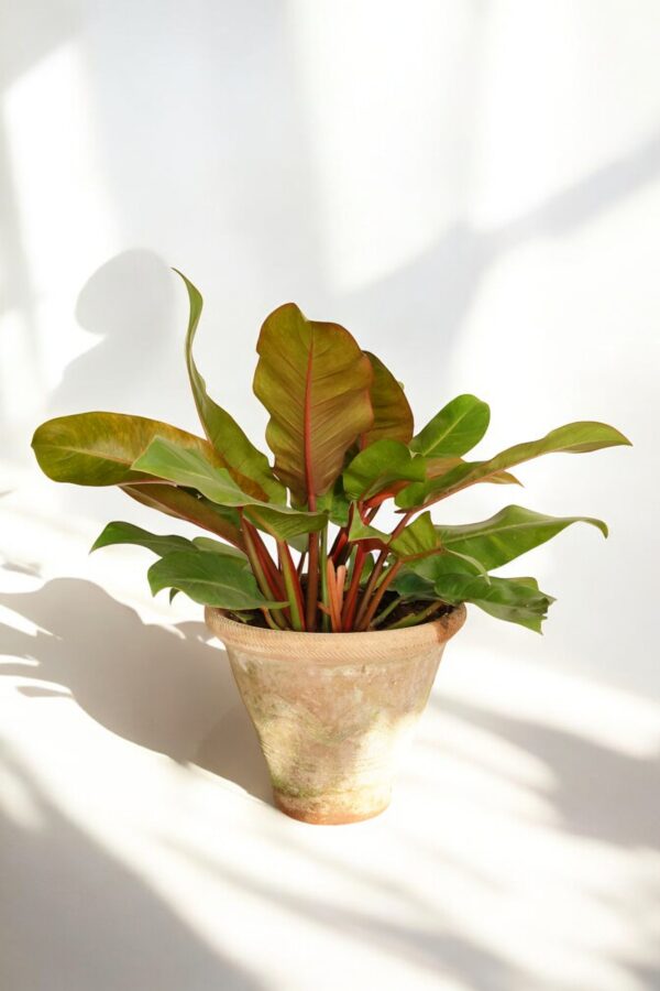 Philodendron Rojo Congo - Image 3