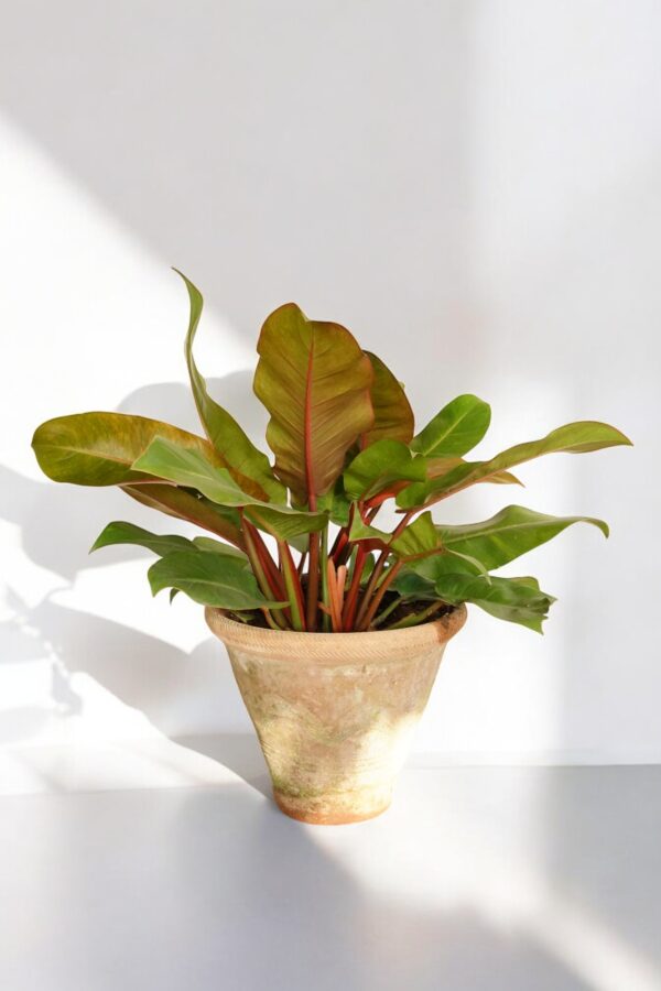 Philodendron Rojo Congo