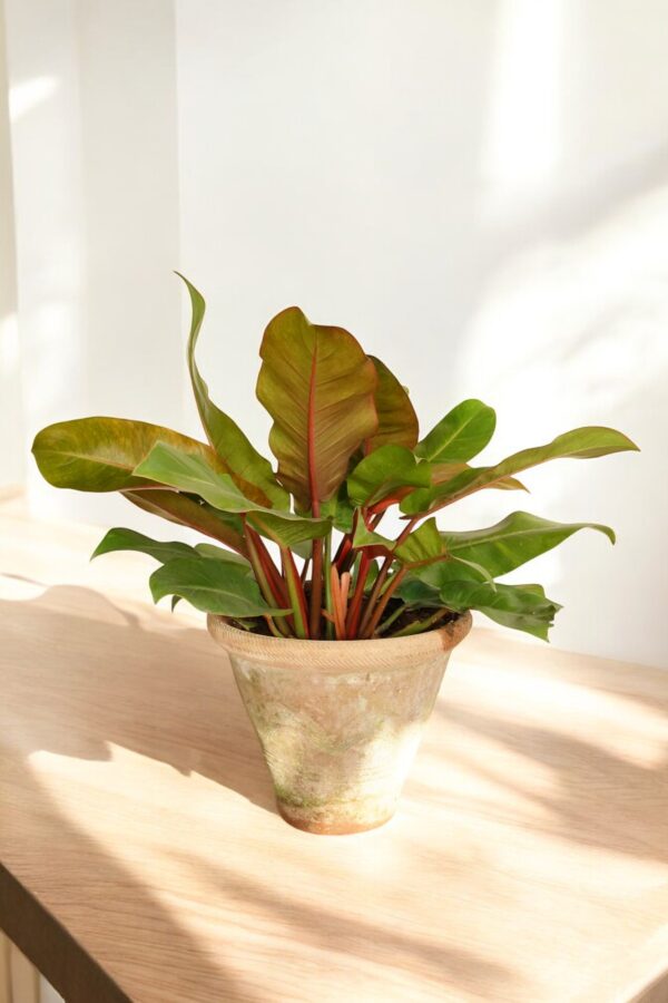 Philodendron Rojo Congo - Image 7