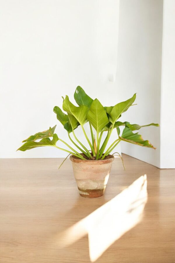 Philodendron Imperial Green - Image 4