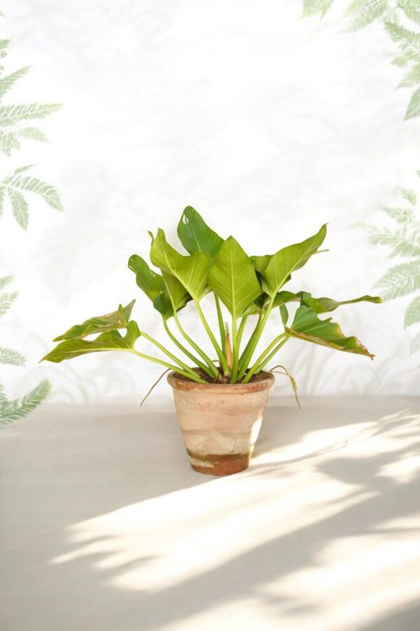 Philodendron Imperial Green - Image 3