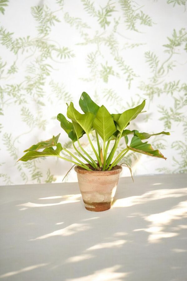 Philodendron Imperial Green - Image 7