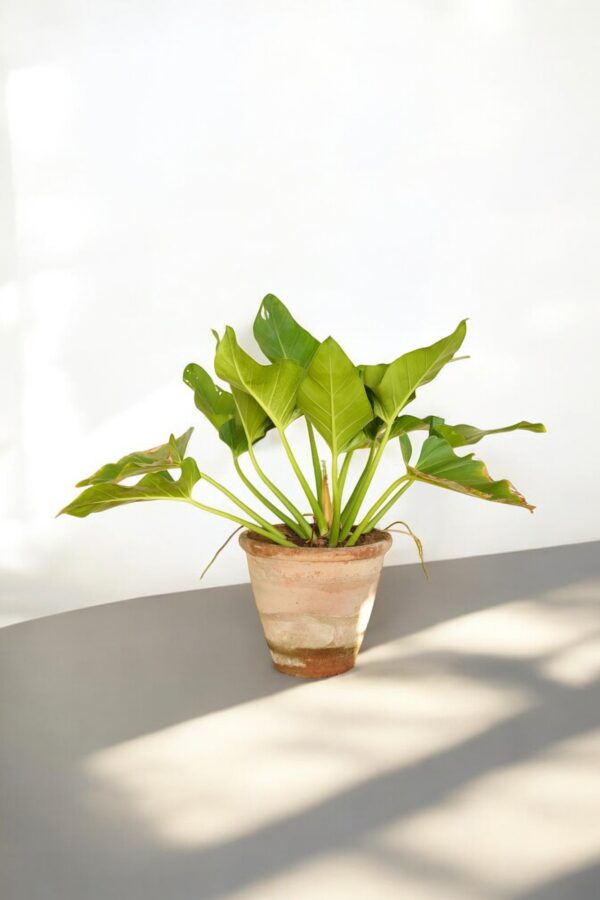 Philodendron Imperial Green - Image 6