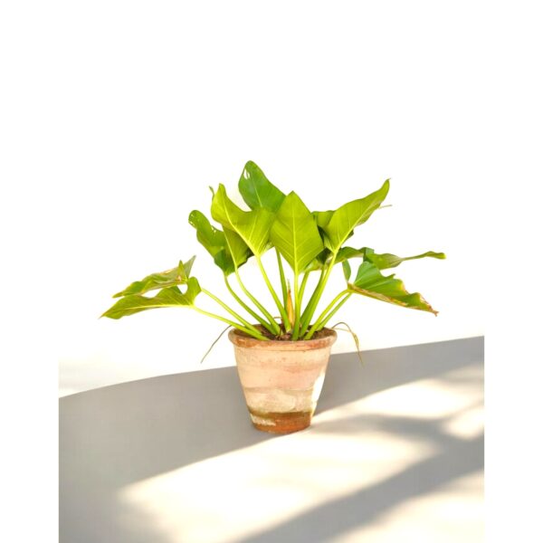 Philodendron Imperial Green