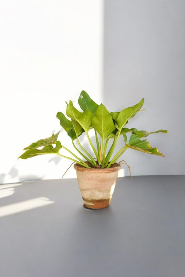 "Lush Philodendron Imperial Green plant with large heart-shaped leaves in vibrant green, displayed in a decorative pot, enhancing indoor decor with tropical elegance."