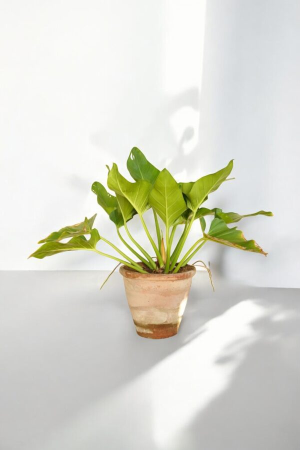 Philodendron Imperial Green - Image 5