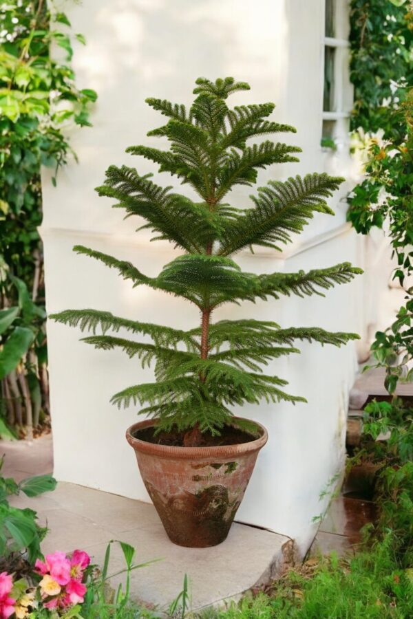 Araucaria (Norfolk Island Pine) plant with soft, symmetrical green needles, displayed in a decorative pot. Ideal for indoor and outdoor use, adding elegance and a classic evergreen charm to any space.