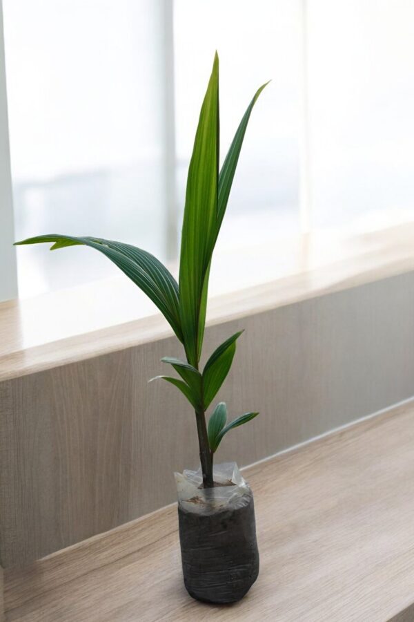 "Lush Coconut Palm with graceful green fronds, perfect for adding a tropical touch to home or garden decor."