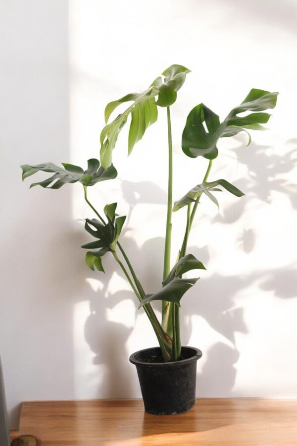 Monstera Deliciosa ( Swiss cheese plant) - Image 4