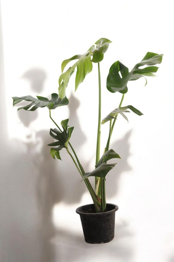 Monstera Deliciosa ( Swiss cheese plant) - Image 3