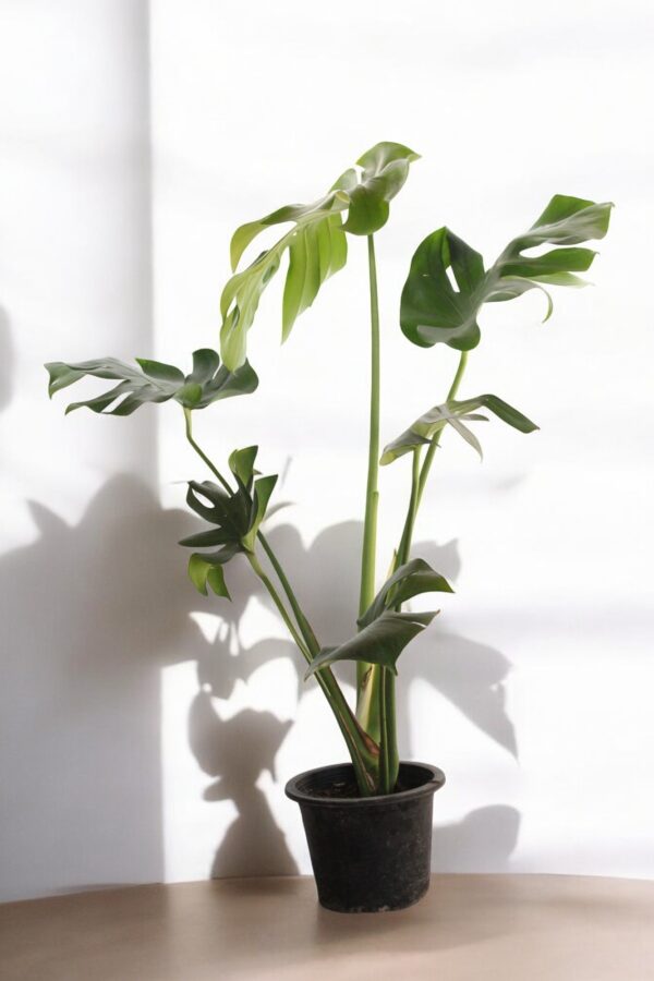 Monstera Deliciosa (Swiss Cheese Plant) with large, glossy, split leaves in a decorative pot, ideal for indoor decor and air purification in Pakistani homes and offices.