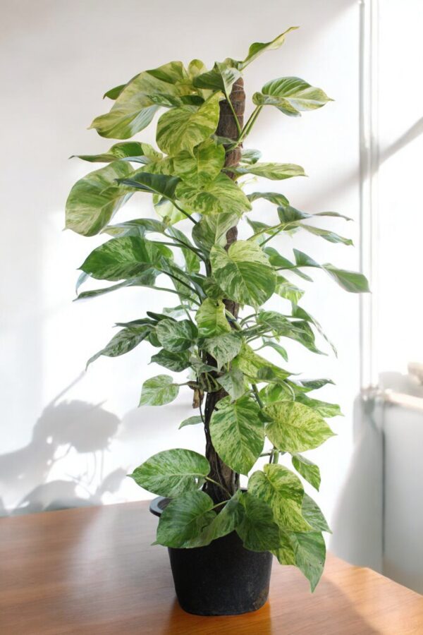 Marble Queen( Snow Queen Pothos) - Image 5