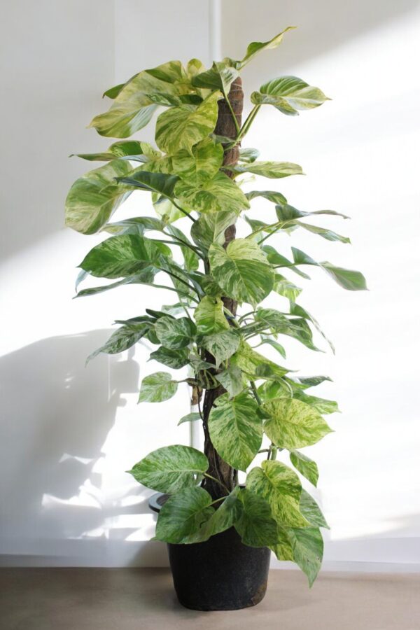 A lush Snow Queen Pothos plant showcasing heart-shaped leaves with striking white variegation, beautifully arranged in a decorative pot. The plant is positioned in a bright indoor setting, adding elegance to the decor while promoting a healthy atmosphere.