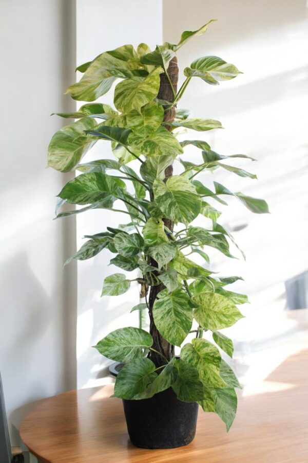 Marble Queen( Snow Queen Pothos) - Image 6