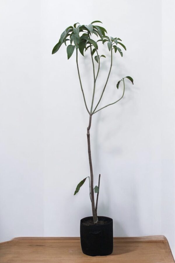 "Healthy mango tree with lush green leaves in a pot, ideal for home gardens and patios. Suitable for both indoor and outdoor planting."