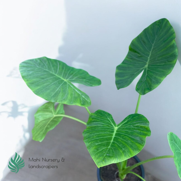 Elephant Ear Plant (Alocasia / Colocasia) - Image 3