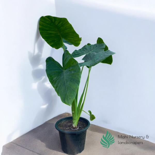 Elephant Ear Plant (Alocasia / Colocasia) - Image 2