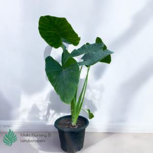 "Elephant Ear plant with large, heart-shaped green leaves, displayed in a decorative pot, adding a bold tropical touch to indoor or outdoor décor."