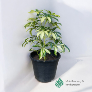 "Schefflera Arboricola (Umbrella Tree) plant with glossy, green umbrella-shaped leaves, displayed in a decorative pot, adding a touch of tropical elegance to indoor decor."