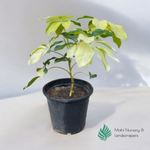 "Schefflera Arboricola Variegata plant with glossy green leaves featuring cream-colored variegation, displayed in a decorative pot, perfect for indoor or outdoor decor."