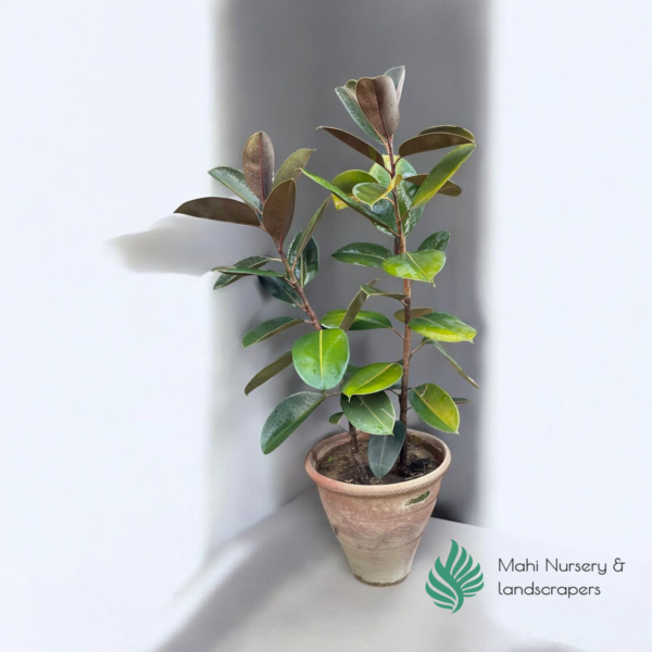 "Rubber Fig plant with broad, glossy dark green leaves in a decorative pot, adding elegance and modern charm to indoor decor."