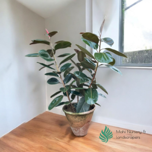 "Rubber Fig plant with broad, glossy dark green leaves in a decorative pot, adding elegance and modern charm to indoor decor."