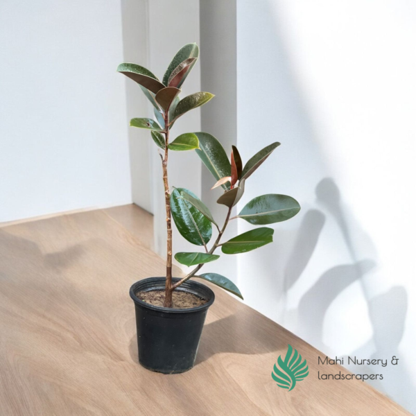 "Rubber Fig plant with broad, glossy dark green leaves in a decorative pot, adding elegance and modern charm to indoor decor."